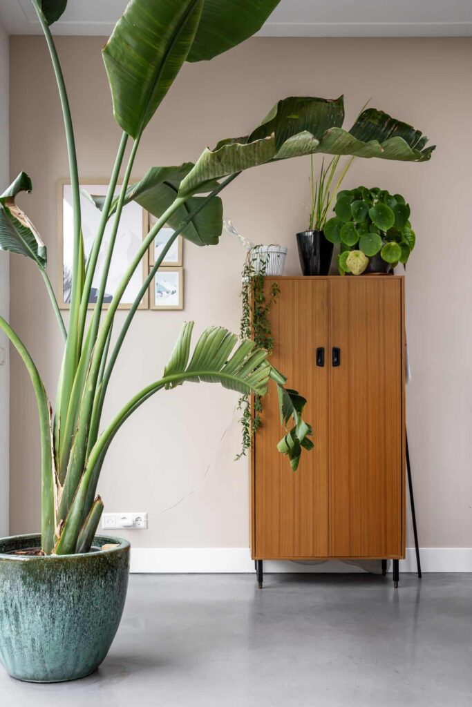 Woning in Haarlem met een gevlinderde betonvloer. Hierop staat een blauwe pot met een plant en een houten kast met daarop planten.